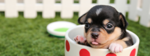 cute-pup-in-a-cup