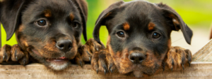 Two Cute Rott Pups!