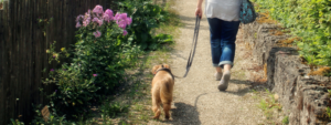 Good Puppy on a Leash