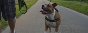 Puppy on a Nylon Leash