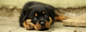 Cute rottweiler puppy laying down