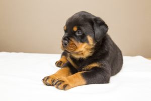 rotties pup chilling